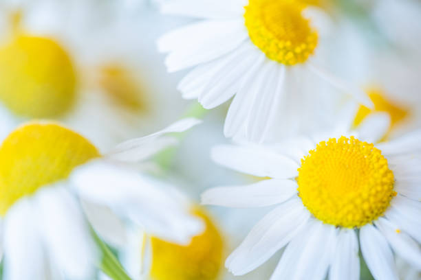 istock Field Camomile close up. 1406878118