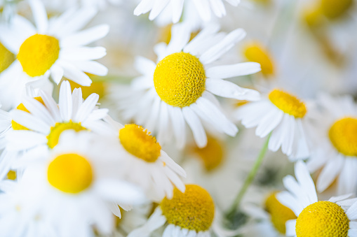 Close-up view of meadow with green grass and white small daisy flowers (Matricaria perforata). Chamomile flowers surrounded by lawn. Top view