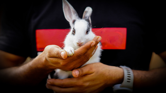 black and white rabbit in the hand