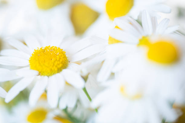 istock Field Camomile close up. 1406878142