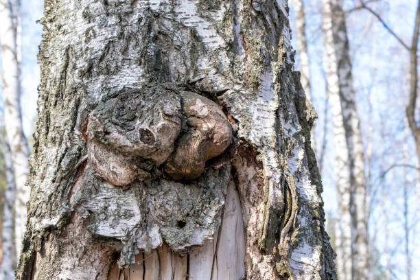 hollow of old birch tree close-up.dziura w korze drzewa - tree hole bark brown zdjęcia i obrazy z banku zdjęć