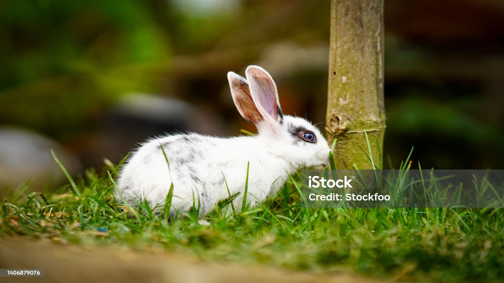 cute rabbit sitting in the grass Abstract Stock Photo