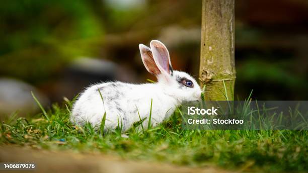 Cute Rabbit Sitting In The Grass Stock Photo - Download Image Now - Abstract, Animal, Animal Den