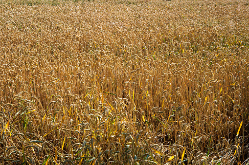 Golden ripe wheat field in Switzerland, Europe. Just before harvest time, sunny day, wide angle, no people.