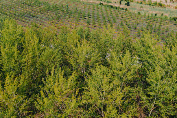 concept de reboisement, vue aérienne d’une forêt de peupliers avec de petits jeunes arbres en arrière-plan - poplar tree treetop forest tree photos et images de collection