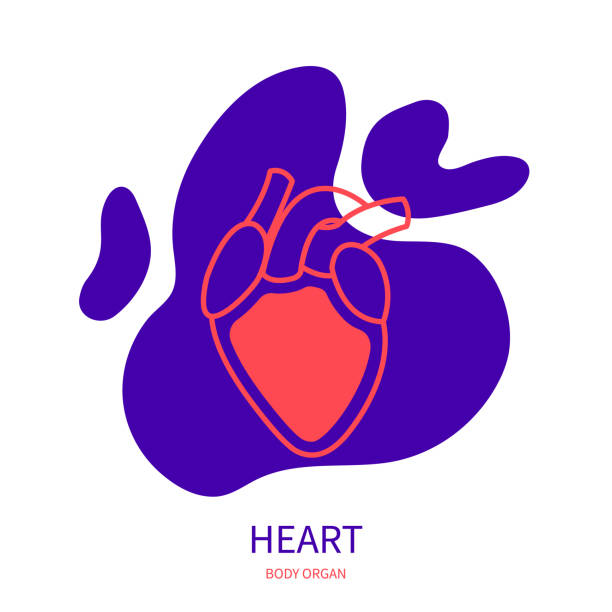 illustrations, cliparts, dessins animés et icônes de graphisme de contour de corps de système cardio-vasculaire de coeur - human heart heart disease healthy lifestyle human internal organ