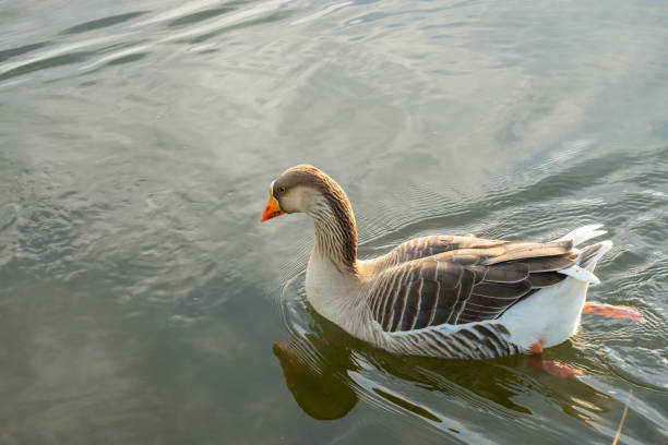 istock Anser anser, floating on the water surface. Bird in the water. 1406881642