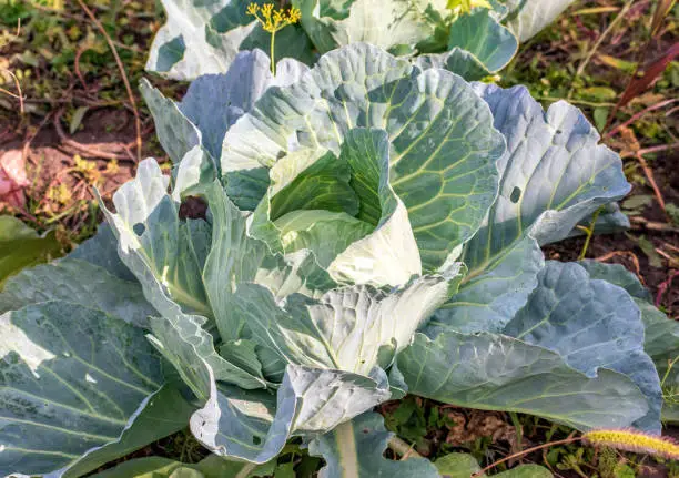 Head of green fresh cabbage