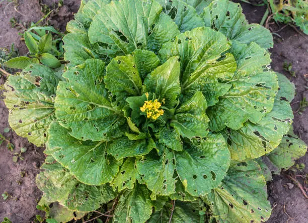 Photo of Cabbage damaged by insects pests close-up. Head and leaves of cabbage in hole, eaten by larvae butterflies and caterpillars.