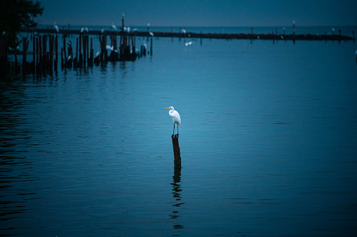 White Egret birds standing on a piece of wood in the middle of the sea