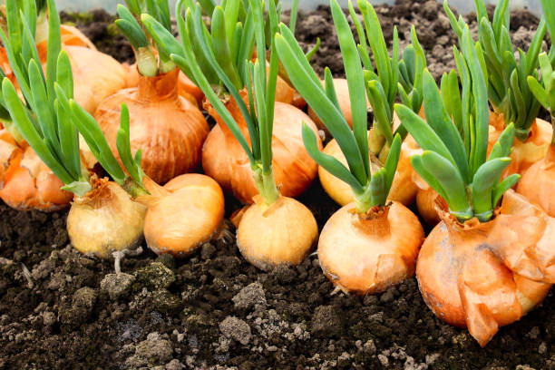 istock Onions harvest in summer 1406882463