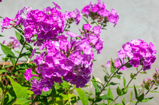 Beautiful Garden phlox flowers in a flower bed in a summer park.Selective focus.