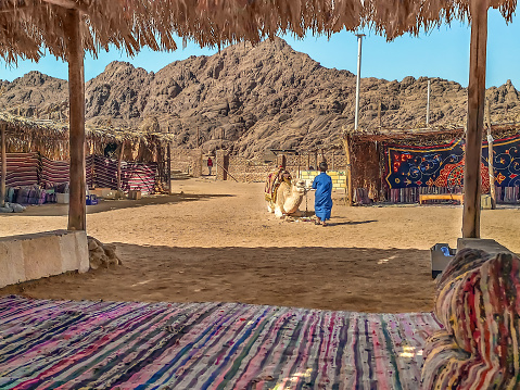 Sharm El Sheikh, Egypt - January 21, 2020: A Bedouin child feeds a camel in a Bedouin village near Sharm El Sheikh. Resting place in the Sinai Desert against the backdrop of stone mountains