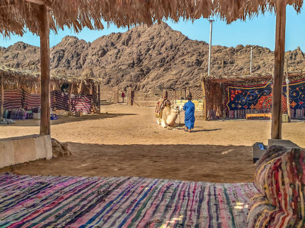 A Bedouin child feeds a camel in a Bedouin village near Sharm El Sheikh Sharm El Sheikh, Egypt - January 21, 2020: A Bedouin child feeds a camel in a Bedouin village near Sharm El Sheikh. Resting place in the Sinai Desert against the backdrop of stone mountains bedouin stock pictures, royalty-free photos & images