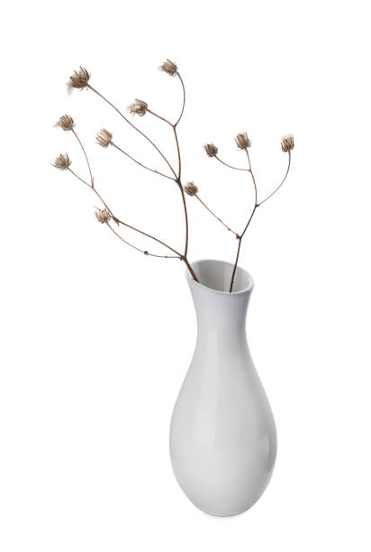 istock Beautiful plant in ceramic vase on white background 1406885207