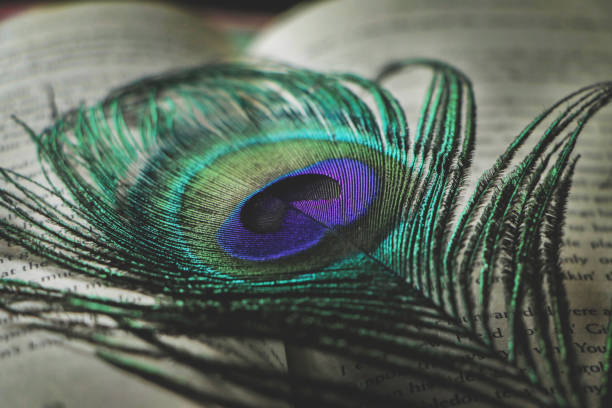 Peacock feather placed on top of the book