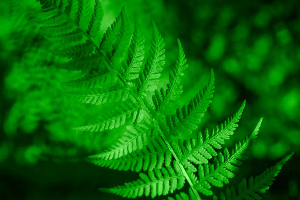istock green fern close-up 1406887839