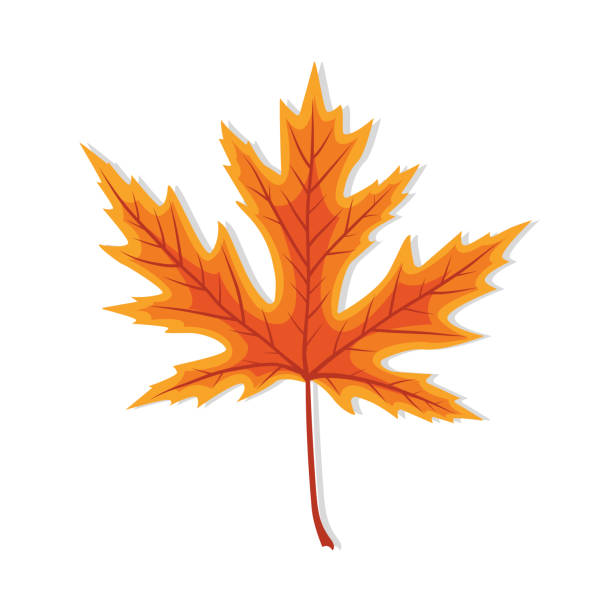 klon liściowy. jesienne liście. upadek pomarańczowego liścia. pojedyncza czerwona ikona na wrzesień lub październik. kanadyjskie drzewo. żółta dekoracja z teksturą na święto dziękczynienia i piękną porę roku. wektor - thanksgiving maple leaf abstract autumn stock illustrations
