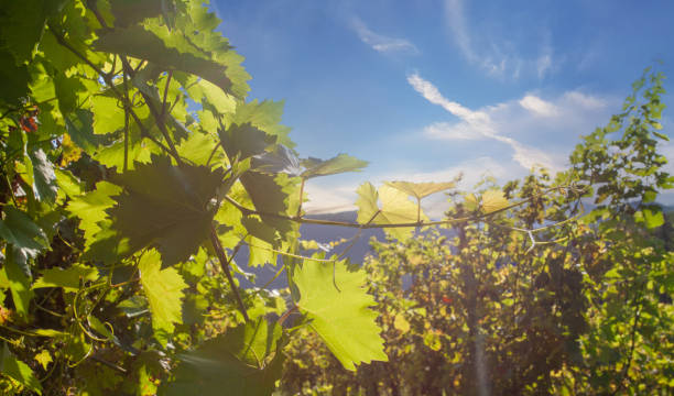 istock Vine with fresh young grape leaves in the vineyard background 1406888151