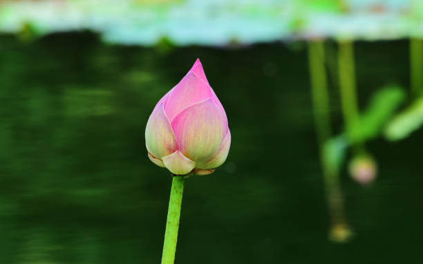 istock pink lotus flower 1406889133