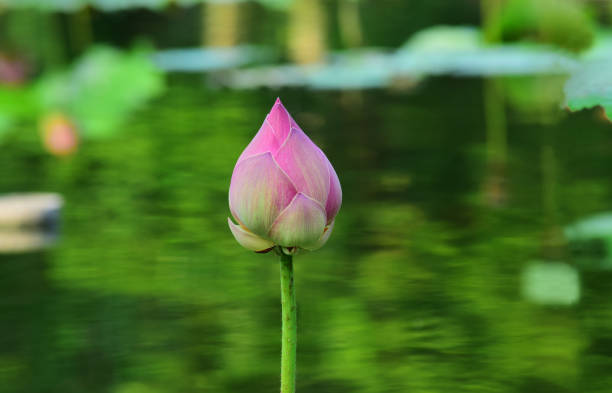 istock pink lotus flower 1406889188