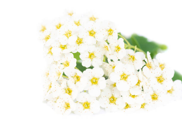 Spiraea cantoniensis natural background.
