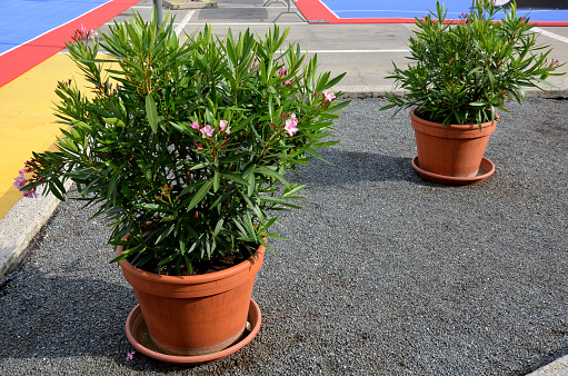 plants that beautifully decorate terraces and balconies. The five-pointed flowers, which are the crown of the tree, turn from pink to red and finally white. pod-like fruits. Beware of toxicity, rose laurel, nerium oleander