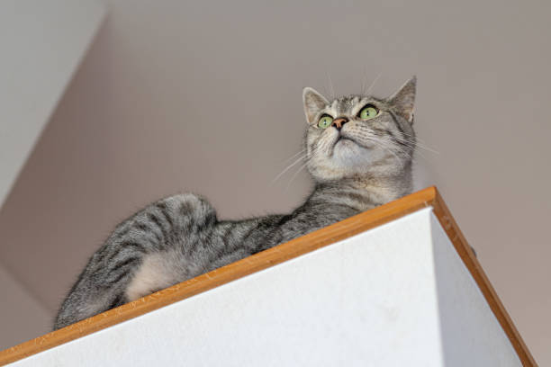 istock Cat in high places 1406890020