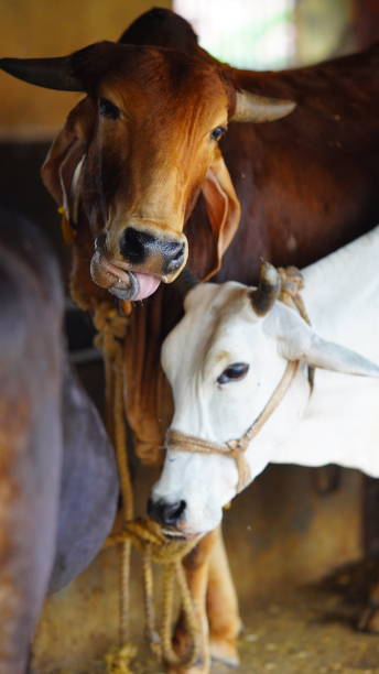 istock The indian milky cow selective focus 1406890847