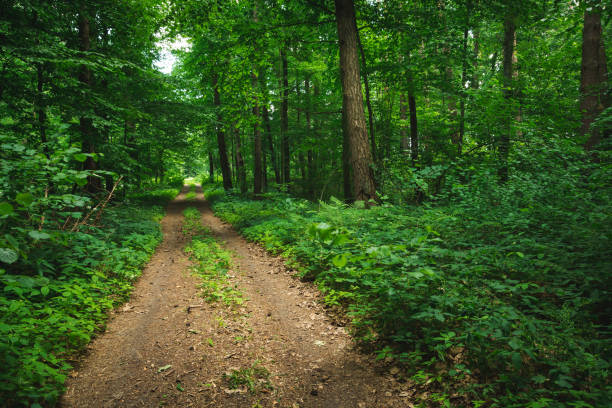 istock Dirt road through a beautiful green forest 1406890903