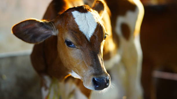 istock The brown and white cute calf. 1406891304