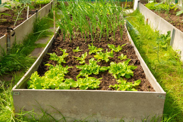 istock beds with greenery in the greenhouse 1406891513
