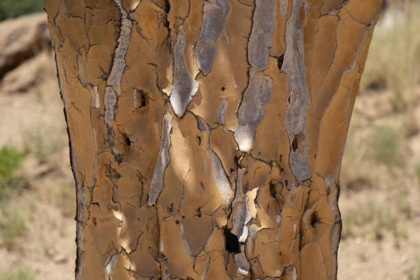 istock Bark of the Quiver tree 1406891627