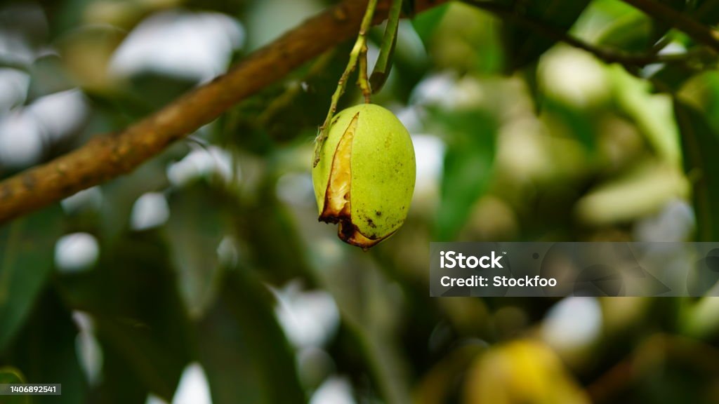 Mango Tree Rot Rot Mango In The Tree Stock Photo - Download Image Now - Mango Fruit ...