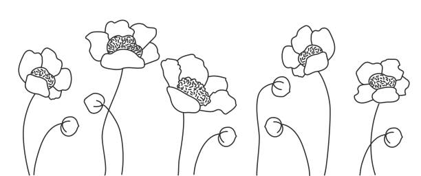 illustrazioni stock, clip art, cartoni animati e icone di tendenza di fiore di anemone o windflower, bocciolo e foglia. - stem poppy fragility flower