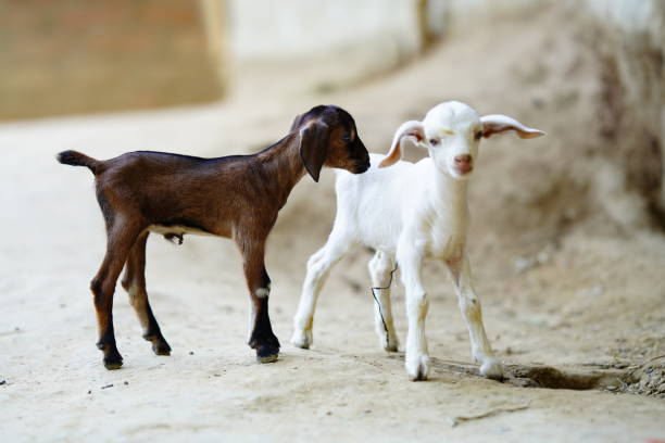 Lovely White Baby Goat on Farm, New England, US