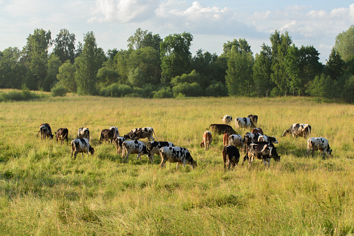 Cows on a pasture in northern Germany