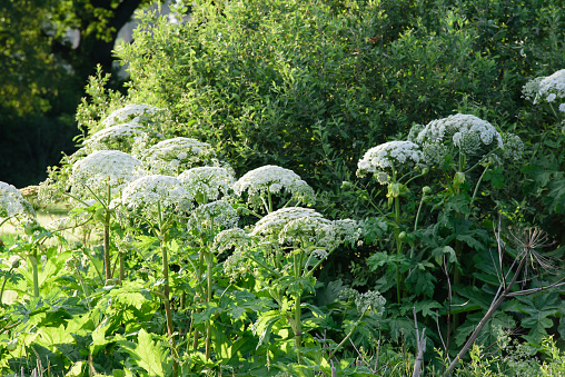 beautiful green meadow in summer evening with white plant flowers