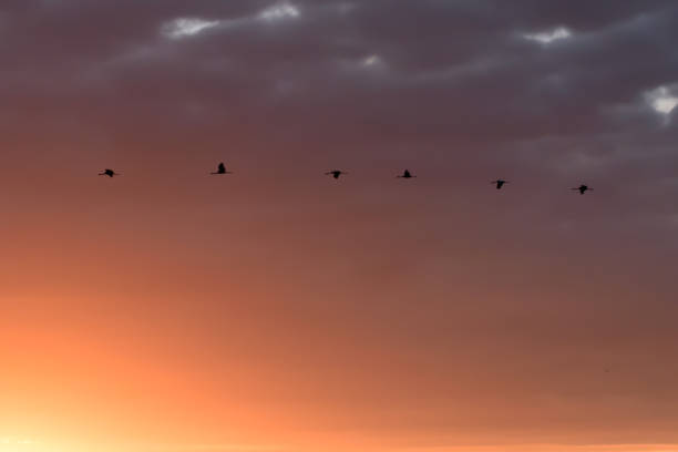 istock flying birds at sunset on summer evening with orange sky 1406894282