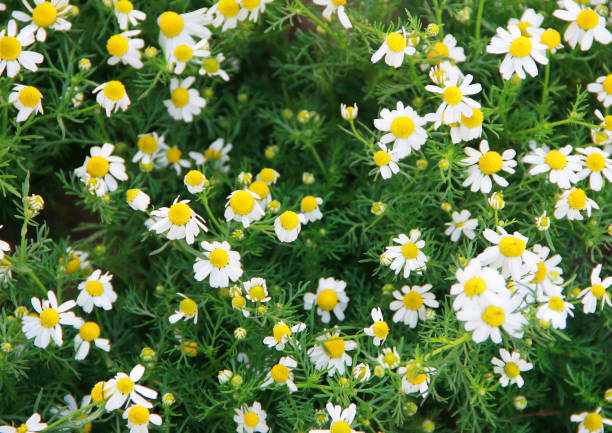 istock small white chamomile flowers and green leaves 1406894835