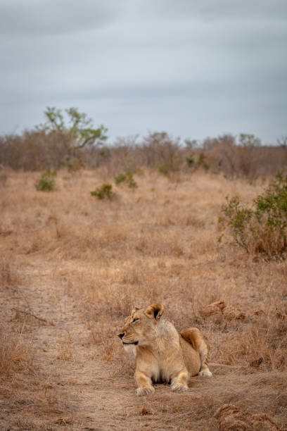 istock Lioness laying in the African savanna. 1406895061
