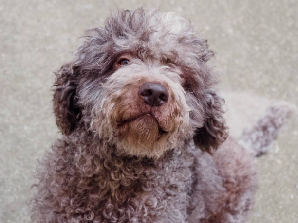 beautiful lagotto romagnolo truffle dog lagotto romagnolo on a beige background. Portrait of a funny pet indoors lagotto romagnolo stock pictures, royalty-free photos & images