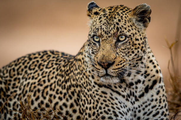 istock Close up of a big male Leopard. 1406896045