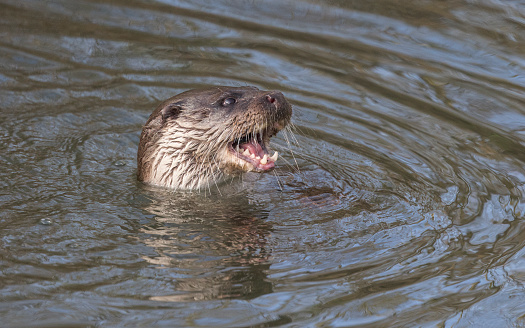 An Otter with head out of water