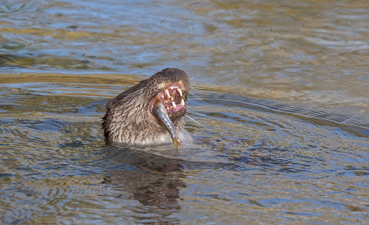 Muskrat (Ondatra zibethicus) swimming in a pond.