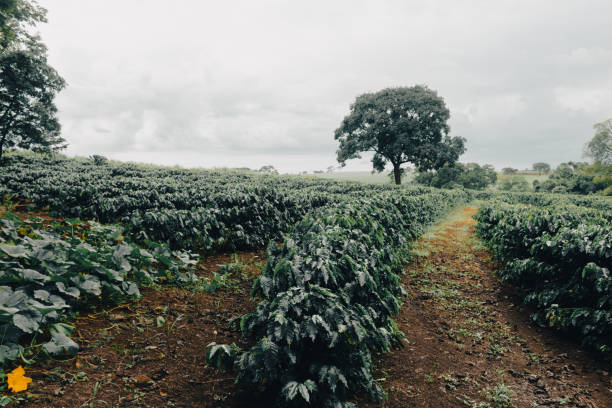 Farm coffee plantation on a cloudy rainy day. Coffee industry farm field.