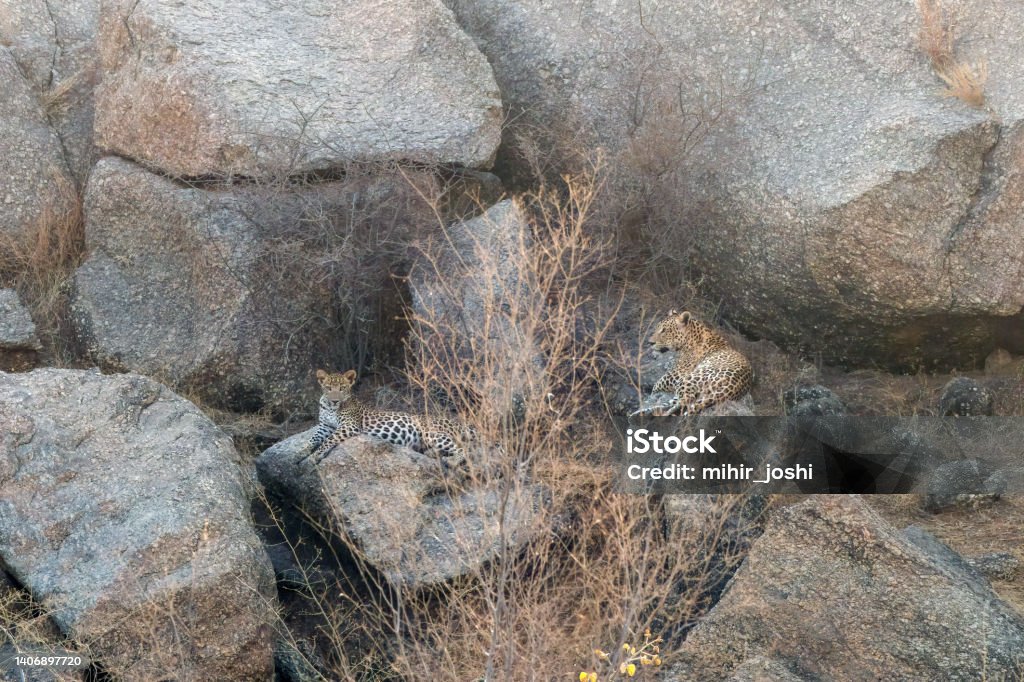A leopard cub sitting along with its mother in the granite hills of Jawai near Bera A leopard cub sitting along with its mother in the granite hills of Jawai near Bera in Rajasthan, India Animal Stock Photo