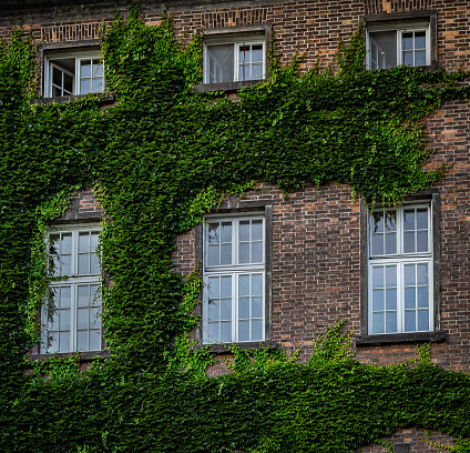 Windows overgrown with vines on a brick building