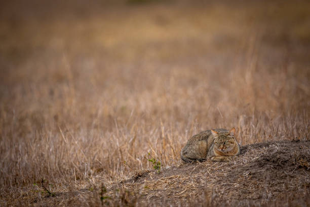 istock African wild cat laying down in the grass. 1406898801