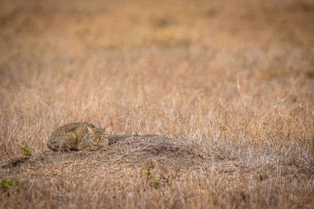 istock African wild cat laying down in the grass. 1406898802